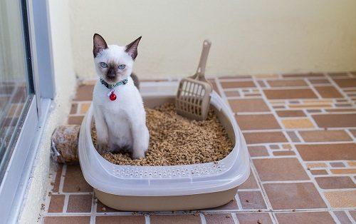 Bringing Home a Cat Diagnosed With Urine Crystals (30 Day Plan)