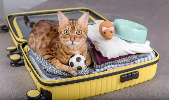 How To Prepare Cats For Travel And Make Them Comfortable