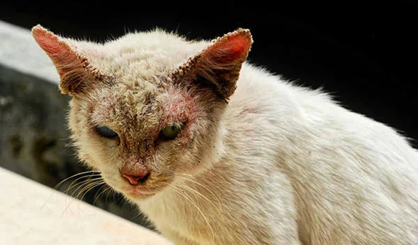 Five Underdiagnosed Cat Skin Problems (Beyond Fleas and Food)