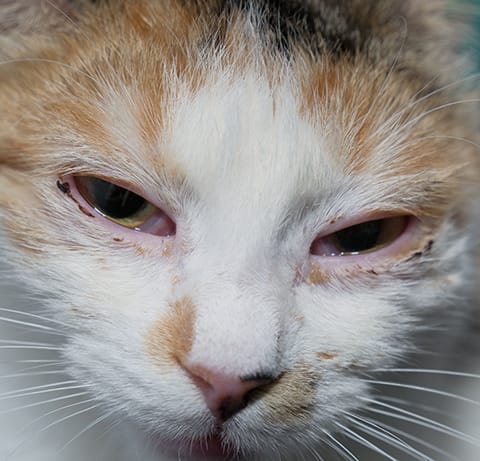 Cat UTI Symptoms: Emergency, Urgent, or Watch and Wait