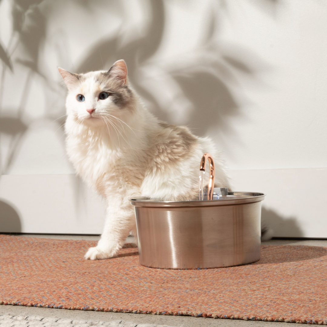 Kit de salud y felicidad para gatos The KittySpout™