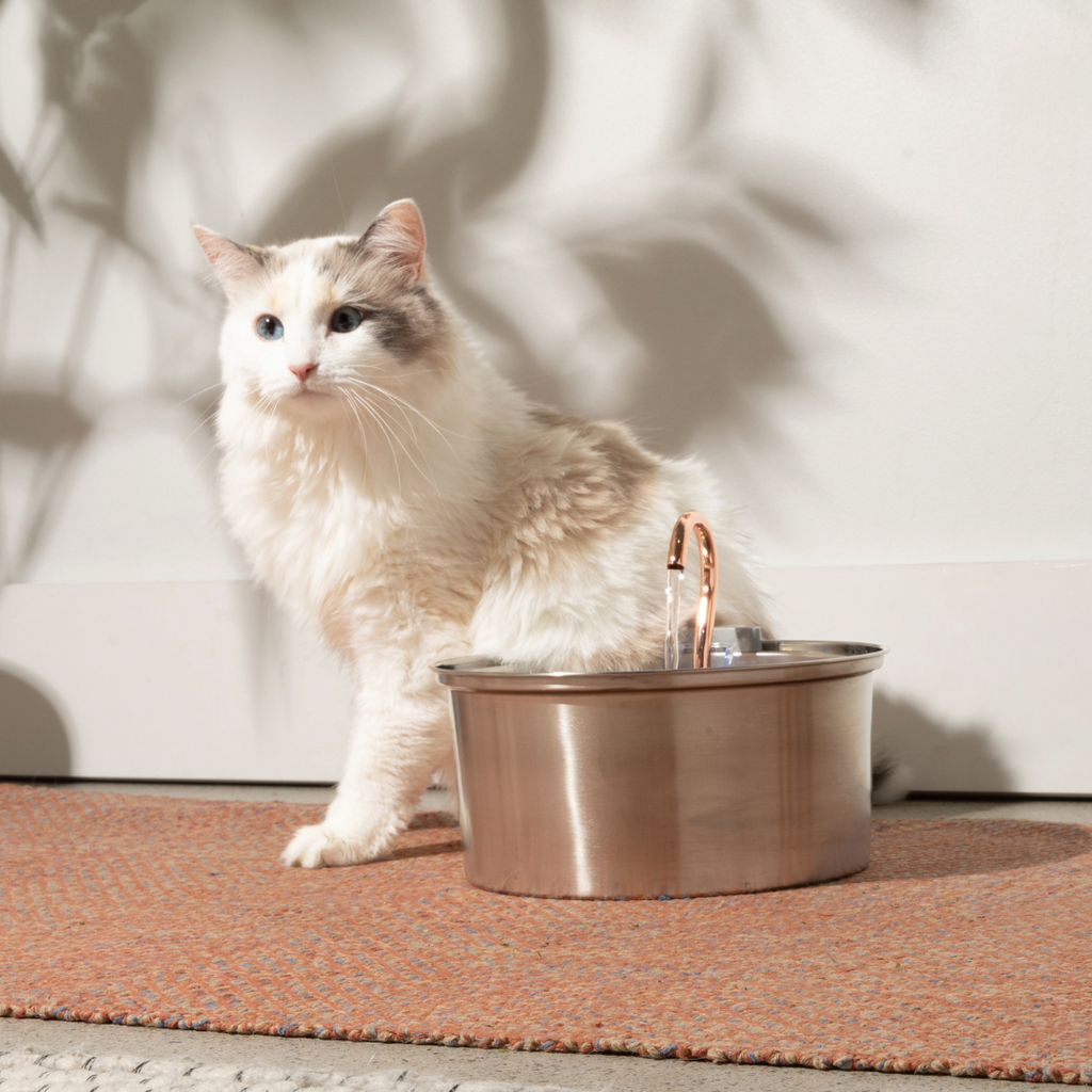 Kit de salud y felicidad para gatos The KittySpout™