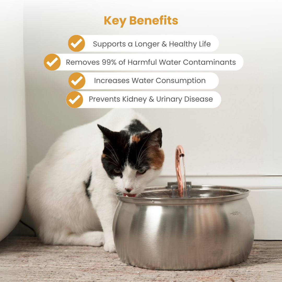 Kit de salud y felicidad para gatos The KittySpout™