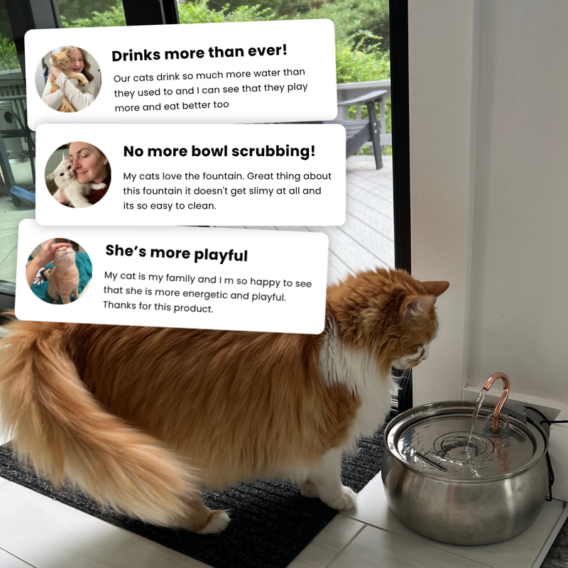 Le KittySpout™