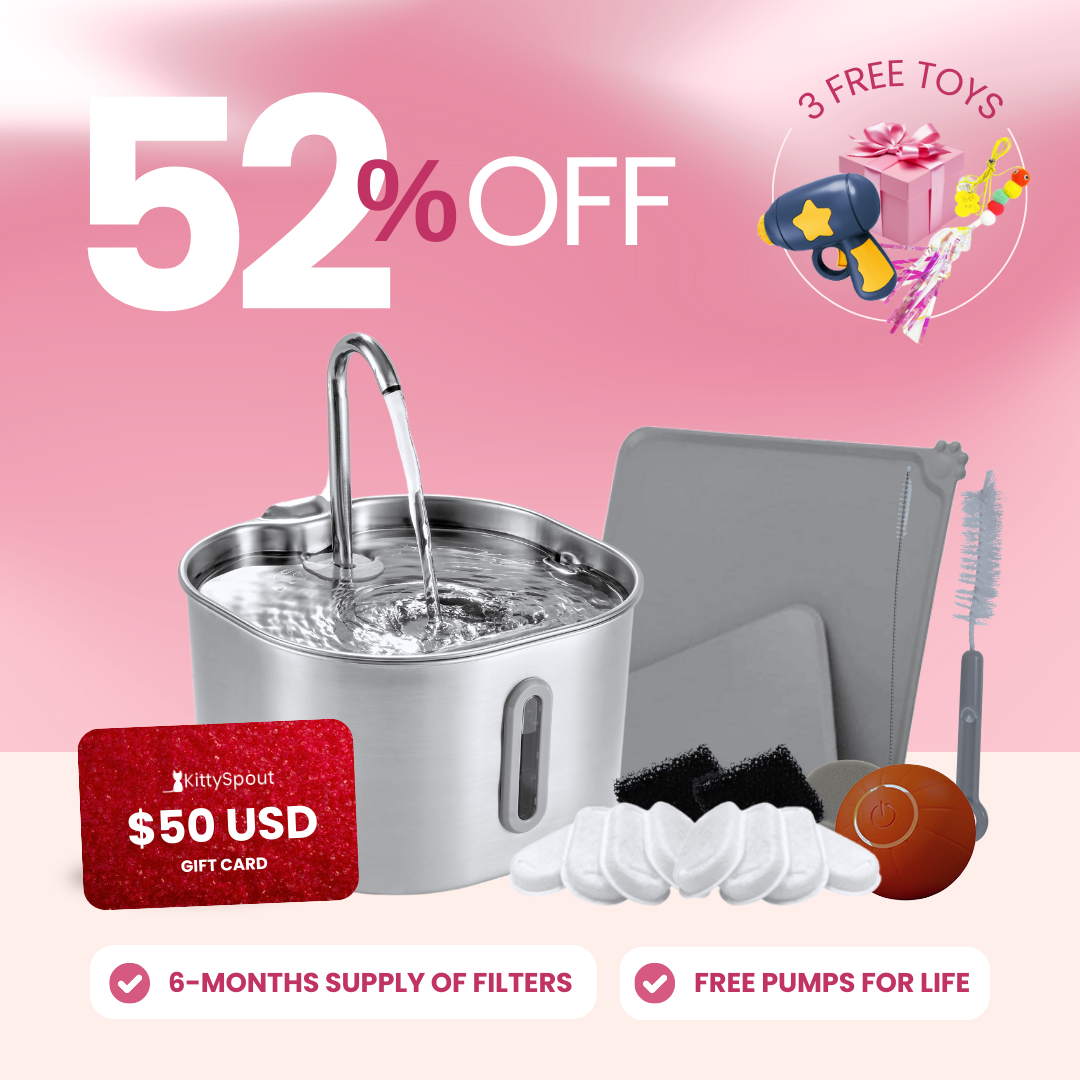 The KittySpout™ - 2.2L Hydration & Playtime Value Bundle
