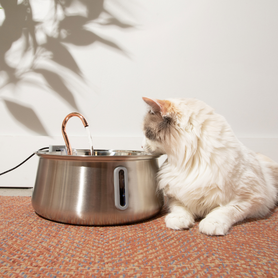 Fluffy cat drinking from a stainless steel pet water fountain on a patterned rug.