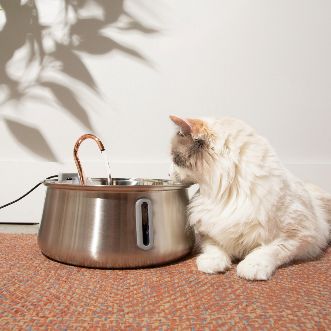 Like New The KittySpout 2.0 - Health & Happiness Cat Kit - 2 Month: KittySpout + 4 filter sets + AC adapter