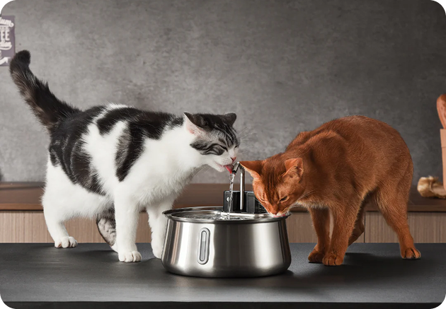 Reduces the Risk of Kidney Issues & UTIs