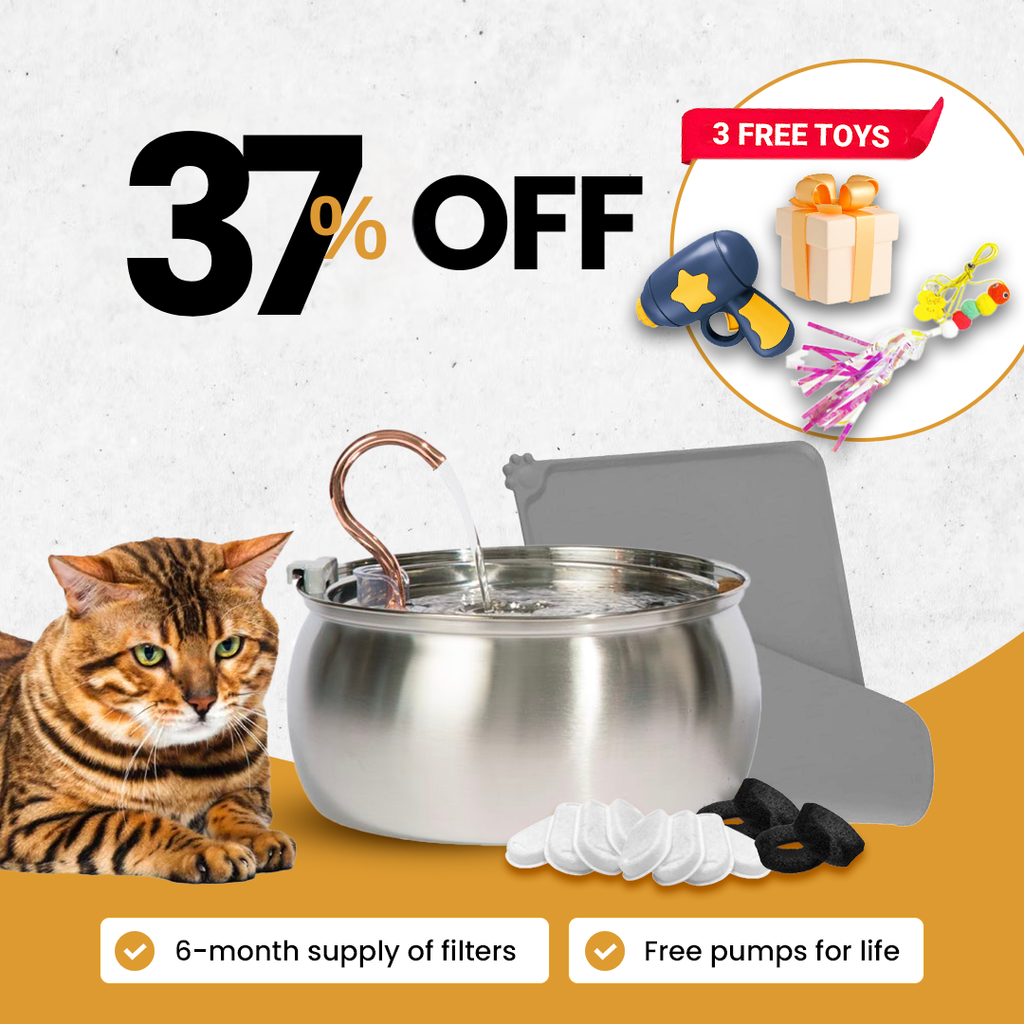 El kit Purrr-fect KittySpout