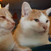 Jennifer L., Cat Mom